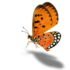 Flying orange butterfly, the Tawny Coster with soft shadow benea