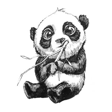 cute adorable baby panda bear illustration, hand drawn sketch of panda bear eating bamboo, isolated on white background