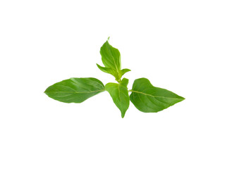 Basil leaves isolated on white background.
