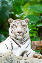 White Tiger lying staring in the wild.