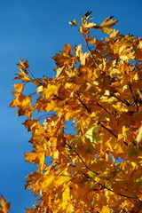 Fototapeta na wymiar Herbstlaub vor blauem Himmel 