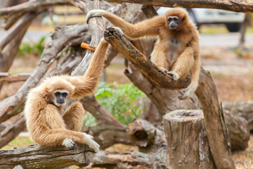 gibbon