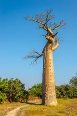 Afwasbaar Fotobehang Baobab Baobabboom bij Morondava