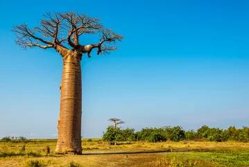 Fotobehang Baobab Baobabbomen in de buurt van Morondava