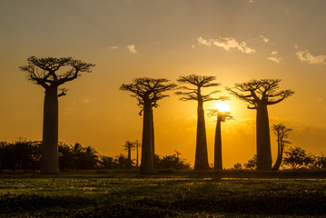 Fototapeta na wymiar Evening in Baobab avenue