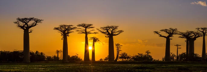 Foto auf Leinwand Panoramablick bei Sonnenuntergang über der Baobab Avenue © milosk50