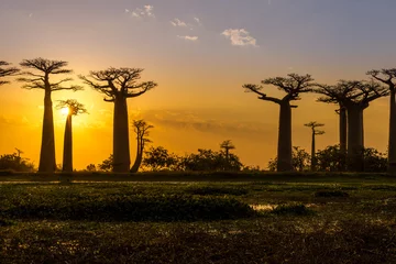 Fototapeten Sonnenuntergang über der Baobab Avenue © milosk50