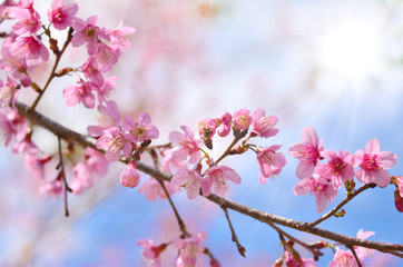 spring sakura flower on sunny sky toned