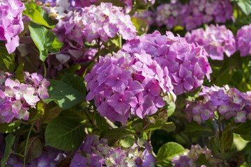 Flowers of Hydrangea, Hydrangea macrophylla. It is native to China and Japan and it is widely used in landscaping.