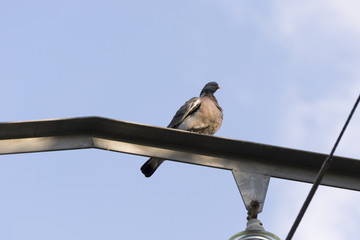 Specimen of Common Wood Pigeon, Columba palumbus, perched on pylon. It is a large species in the dove and pigeon family. Photo taken in Colmenar Viejo, Madrid, Spain