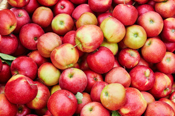 Fototapeta na wymiar Fresh organic apples