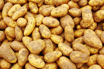 Organic potato background