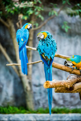 Macaw in chiangmai-nightsafari , chiangmai Thailand