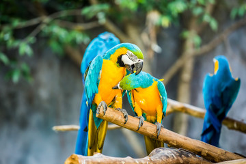 Fototapeta premium Macaw in chiangmai-nightsafari , chiangmai Thailand