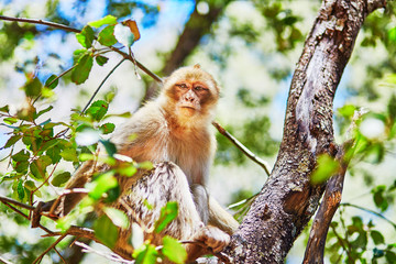 Barbary Apes in the Cedar Forest in Northern Morocco
