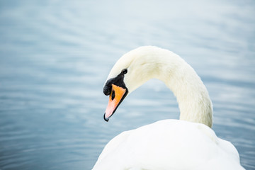 Fototapeta premium Swan in lake chiangmai Thailand