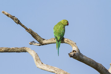 Rose-ringed parakeet in Arugam bay lagoon, Sri Lanka