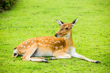 Deer in chiangmai-nightsafari, chiangmai Thailand