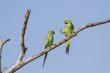Rose-ringed parakeet in Arugam bay lagoon, Sri Lanka