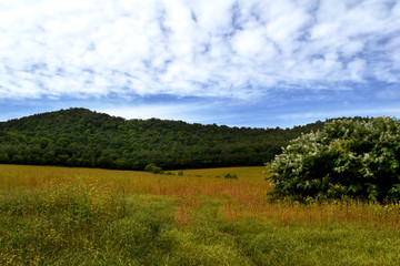 Obraz premium 北海道のソバ畑