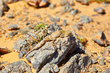 Lizard on the stone in Sahara desert