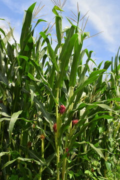 dent corn field