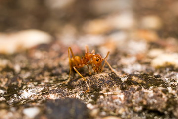 ant walk on the leaf