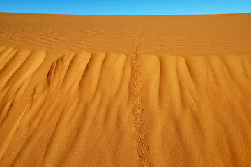 Sand dunes in the Sahara Desert