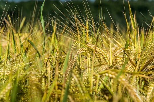 Barley field, close-ups of Flowering spike 