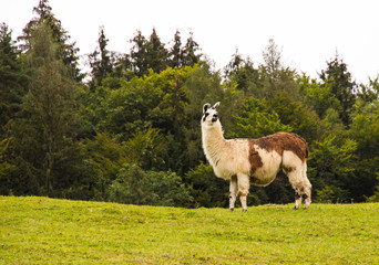 Fototapeta premium lama in der natur
