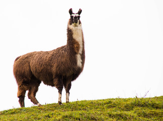 Fototapeta premium lama in der natur