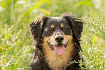 Portrait of a dog who looks into the camera 