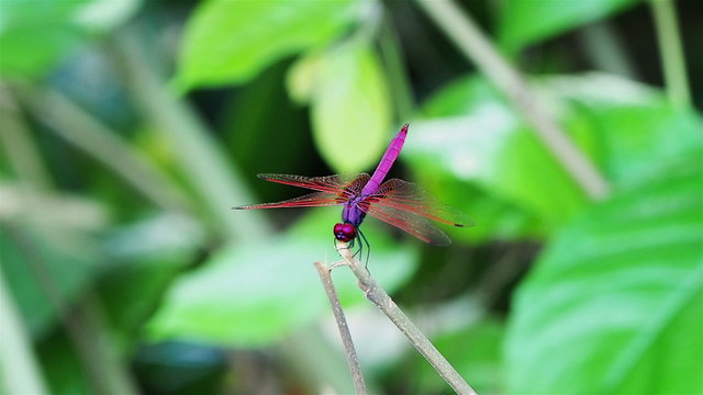 Red dragonfly flying and landing at a twig