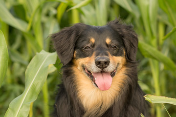 Portrait of a dog who looks into the camera 