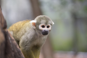 Squirrel monkey