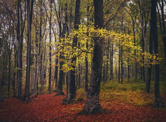 Yellow tree in autumnal forest
