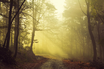 Fototapeta premium Morning sun rays on the trail. Misty forest