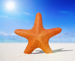 Starfish on the beach Freedom Tropical Concept