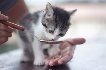 feeding cat