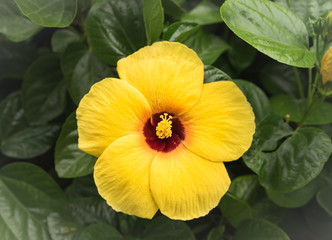yellow Hibiscus rosa-sinensis flower