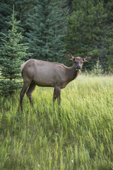 A young moose stands and watching