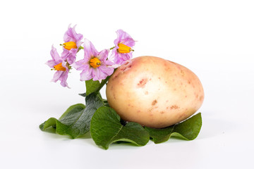 fresh ripe potatoes and flower isolated on white background