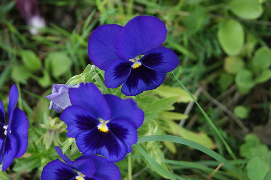 Fototapeta fleur