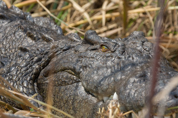 Wildlife crocodile