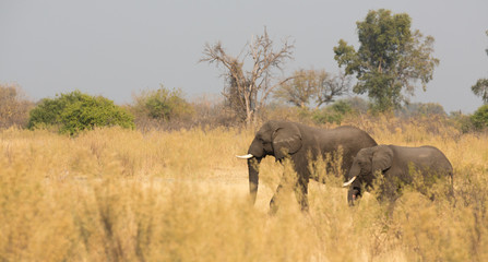 Elephants feeding