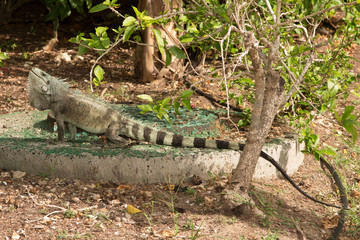 Iguane lizard portrait macro, close-up