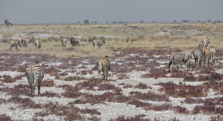 Fototapeta na wymiar Rear view of zebras in the savannah