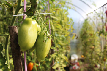 Green tomato in the greenhouse in the summer
