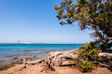 Fototapeta premium sardische Pinie an der Küste 01