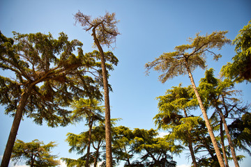 Obraz premium Green Tree Tops Against Clear Blue Sky